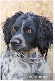 Rien ne change, vous retrouverez toujours des informations sur notre race de chien préféré : Poster Epagneul Breton Pixers Wir Leben Um Zu Verandern