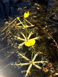 Kuvahaun tulos haulle bladderwort plant