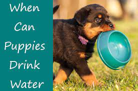 Find out when it's safe for babies to start drinking water, and why it's unhealthy for babies to drink water before they're old enough. Know That When The Puppies Start Drinking Water I Dog Foods