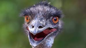 Ostriches use half the energy that we humans need at our top running speed, say researchers, who made the discovery by comparing humans and ostriches in a running test. What S The Difference Between An Emu And An Ostrich Mental Floss