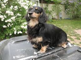 Black And Cream Dachshund Black Cream Longhair Dachshund In 2020 Dachshund Dog Long Haired Dachshund Dachshund