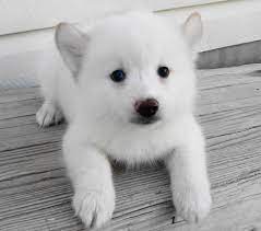 Teacup pomeranian puppies for sale. Pomeranian Husky Pomsky Breeders Photos Puppies Information