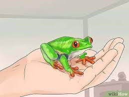 How To Care For Tree Frogs: 11 Steps (With Pictures) - Wikihow