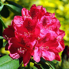 Red Rhododendron Shrub Amazing Flowers Photos Rhododendron Shrubs For Sale