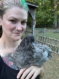 One of these… but I'm curious what smarter people than me may think this  gray chickie is? I picked her up when I got a ayam frizzle x and her bébés.  I