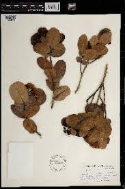 Image result for Syzygium owariense