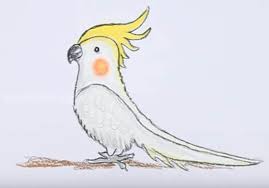 Check spelling or type a new query. How To Draw A Cockatiel Step By Step Easy Easy Animals To Draw