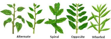 Image result for Plants With Simple Leaf