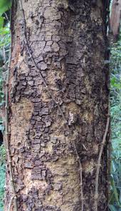 Image result for Albizia chinensis
