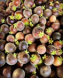 Image result for Dovyalis xanthocarpa