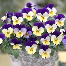 ビオラの花言葉を使って大好きな人に告白する７つの方法 pansies flowers beautiful flowers flowers photography