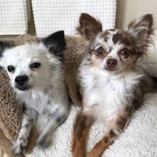But underneath the visible differences in coat length and hair texture, the same basic coat color genetics are at work. Pin On My Chihuahua S
