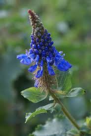 Image result for Pycnostachys coerulea