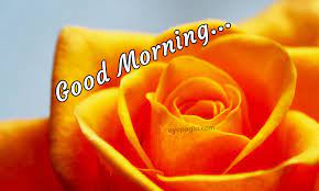 Good morning flowers images hd download. 50 Good Morning Flower Images Free Download Hd