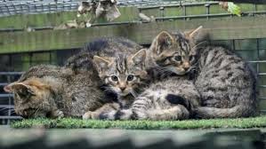 First Population Of Rare Wildcats Sighted Outside Scottish Highlands In 200 Years Kdnl