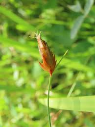 Image result for Abildgaardia ovata