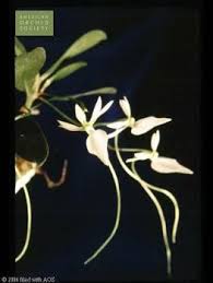 Image result for Neoboutonia