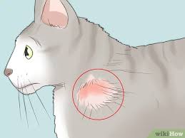 Learn about the cause, signs and treatment options for inflammatory bowel true ibd is an autoimmune disease caused by inflammation in the gastrointestinal system due to an overactive immune system. How To Handle Autoimmune Skin Disease In Cats 8 Steps