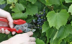 Weinreben Im Sommer Schneiden Weinrebe Weinbau Und Wein Schneiden