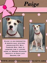Paige Is Available For Adoption At Woods Humane Society In San Luis Obispo Ca Cat Shelter Humane Society Shelter Dogs