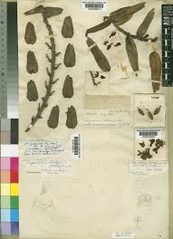 Image result for Calyptrochilum