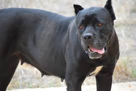 American bandogge mastiff puppies can be quite expensive. Get To Know The Fierce Powerful American Bandogge K9 Web