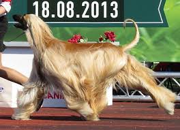 The afghan hound is an aloof and dignified aristocrat of sublime beauty. Afghan Hound Wikiwand