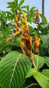 Image result for Sanchezia