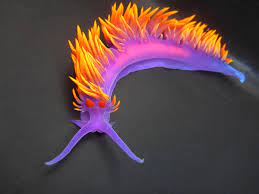 One of the easiest nudibranchs to spot is the visually stunning flabellinopsis iodinea, or spanish shawl nudibranch. Spanish Shawl California Sea Slugs Nudibranchs And Other Marine Heterobranchia Of California Inaturalist