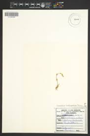 Image result for Cerastium afromontanum