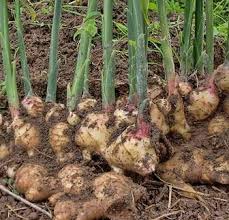 Cara menanam jahe di lahan terbuka, tidak terlalu rumit cuma perlu diperhatikan tehkniknya agar hasilnya memuaskan #budidayajahe #gingercultivation. 12 Cara Budidaya Jahe Gajah Untuk Pemula Lengkap