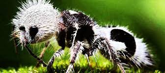 Image result for panda ant
