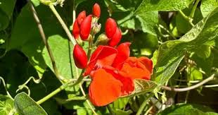Image result for Phaseolus coccineus