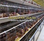 ¿Vale la pena usar jaulas para gallinas ponedoras?