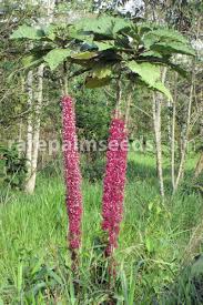 Image result for Urera