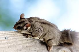 Before You Get A Sugar Glider