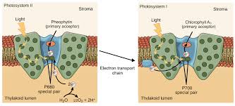 In the light dependent reactions, chlorophyll in the thylakoids captures light energy. Light Dependent Reactions Photosynthesis Reaction Article Khan Academy