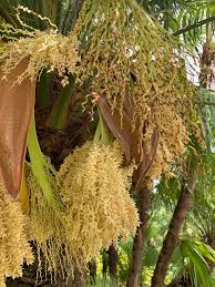 This small variety of palm tree grows about 6 inches to 2 feet per year. Phoenix Roebelenii Dwarf Date Palm Miniature Date Palm Pygmy Date Palm Robellini Palm Roebelin Palm North Carolina Extension Gardener Plant Toolbox