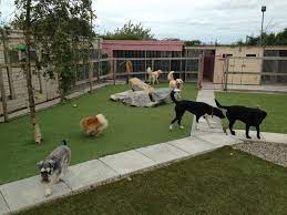 Why these dog boarding facilities? Pet Boarding Facilities Near Me Off 60 Www Usushimd Com