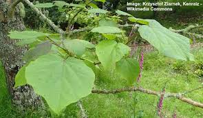 We did not find results for: Catalpa Tree Types Leaves Flowers Seed Pods With Catalpa Worms