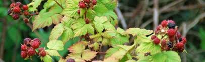 Image result for Raspberry spur blight