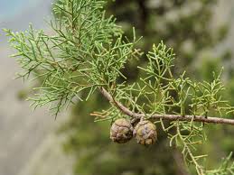 Image result for Cupressaceae