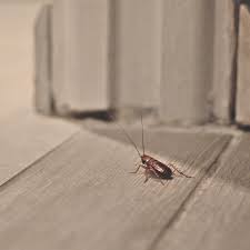 Orkin pest control is the best available control and exterminator in the us. The Bug Master Review 2021 This Old House