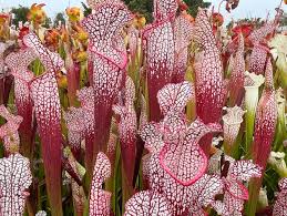 Image result for Rotheca wildii