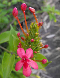 Image result for Ruspolia seticalyx