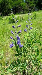 Image result for Indigofera oxalidea