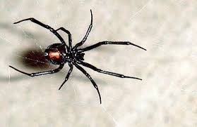 When a black widow spider does bite a person, it can cause muscle pain, nausea, and difficulty breathing, but it is seldom fatal to a healthy adult. Spider Bites In Pets Black Widows Petsweekly Com