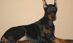 European doberman puppies for sale ontario. Large European Doberman Puppies 2 B T Female Pups For Sale In Whitby Ontario Nice Pets In Canada