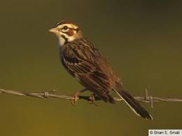 Sparrow Birds Of Colorado Identification Lark Sparrow Colorado Backyard Birds Bird Species Ornithology