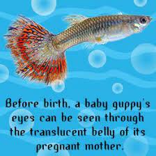As A Female Guppy Is Likely To Eat Her Fry It Is Essential To Monitor Her Closely And Remove Her From The Tank Immediately After Sh Guppy Fish Guppy Fish Care